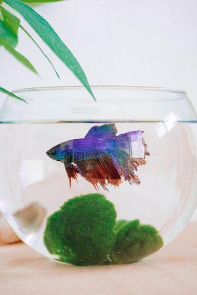 How to Prepare Your Fish Tank for Moving Day
